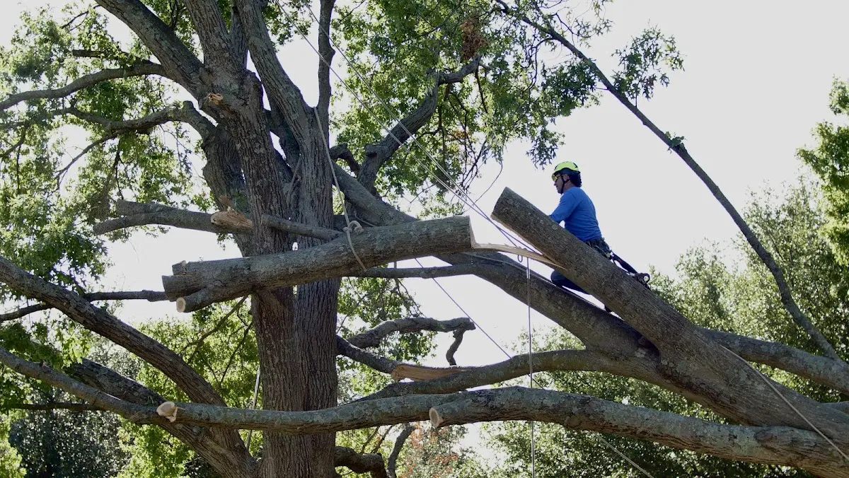 Professional Crown Thinning performed by certified arborists in Winona